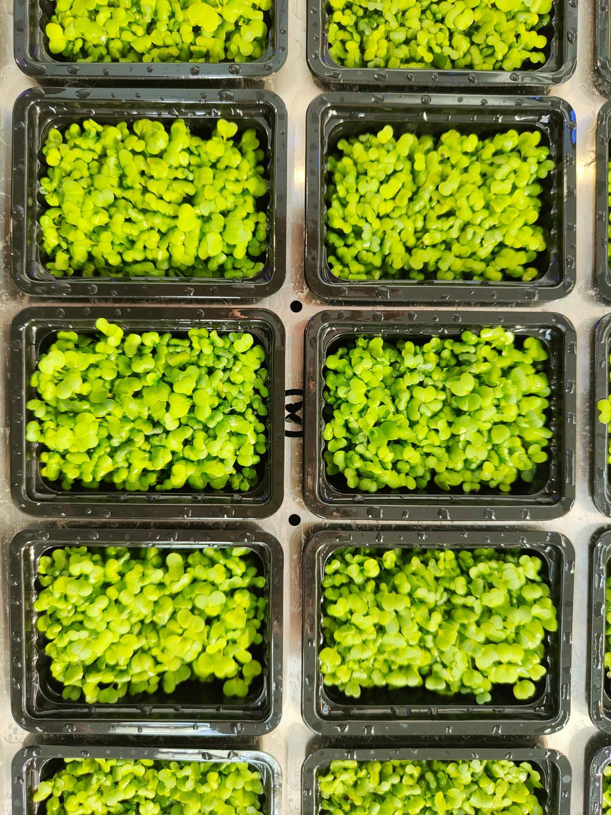 Basil microgreens grown at Skyline Greens — harvested at peak flavour and nutritional density