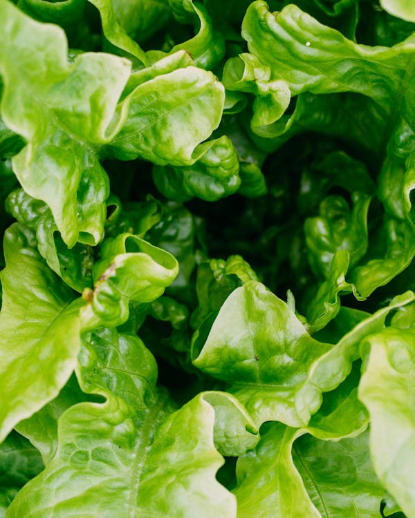 Fresh leafy greens harvested at Skyline Greens vertical farm in New York City